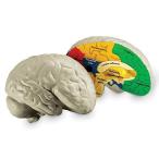 知育玩具 パズル ブロック LER1903 Learning Resources Cross-section Brain Model - 2 Pieces, Ages 7+ B