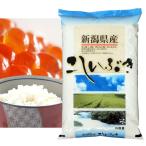 こしいぶき 米10kg 新潟県産 北陸 越後の米 令和6年産 新米 【事業所配送（個人宅不可）】