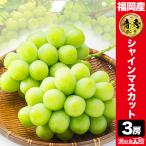 【※ご予約商品】3房 福岡八女産 シャインマスカット マスカット シャインマスカット ぶどう 福岡 八女 果物 フルーツ ご予約 産地直送 満足良品館 全国送料無料