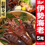 5尾 活〆伊勢海老 お買得サイズ お刺身