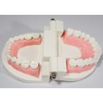 cmy select 歯列 模型 実物大 モデル 180度 開閉式 歯ブラシ セット