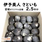 伊予美人 さといも 2.5kg 秀品 L 2L サイズ混合 里芋 愛媛オリジナル品種 大きめ 贈答 一部地域 送料無料