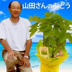 父の日 果樹 プレゼント 山田さん ぶどう 鉢植え デラウェア 生花 鉢 苗 木 植物 果物 ギフト フルーツ 誕生日 男性 父 祖父 60代 70代 80代