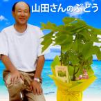 父の日 2024 プレゼント 果樹 山田さん ぶどう 鉢植え デラウェア 生花 鉢 苗 木 植物 果物 ギフト フルーツ 誕生日 父 60代 70代 80代