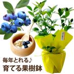 父の日 プレゼント 初夏 果樹 鉢植え ブルーベリー ブラックベリー レモン 生花 苗木 誕生日 ギフト 男性 父 祖父 60代 70代 80代 果物 フルーツ