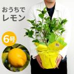 育てる 果樹鉢 レモンの木 6号 果物 苗木 鉢植え 花 夏 ギフト 誕生日 プレゼント 父 祖父 男性 50代 60代 70代 80代