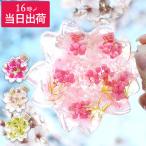  цветок подарок Sakura nokatachi гербарий Sakura подарок . год . работа праздник . женщина день рождения . индустрия соответствие требованиям праздник .. модный 40 плата 50 плата 60 плата 70 плата .. сувенир 