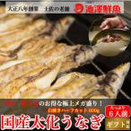 国産 白焼き 特大うなぎ メガ盛り ハーフカット 約600g 6〜8人前