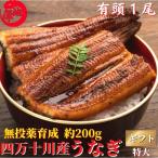 四万十 うなぎ 蒲焼き 国産 特大1尾 