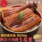 四万十 うなぎ 蒲焼き 国産 特大4尾 無投薬 四万十川 誕生日 ギフト 高知県産