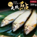 天然鮎 鮎 仁淀川 500g 極上 友釣り鮎 高知県産 プレゼント ギフト お祝い 贈答用