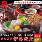 ショッピングおせち 高知県産 天然 伊勢海老 1kｇ（選べる1〜3尾）お刺身 冷凍 海鮮 BBQ おせち