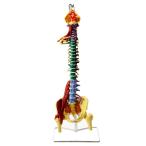 1：1等身大のリアルな脊椎モデル 多