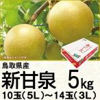 鳥取県産 新甘泉(しんかんせん)5kg 10〜14玉(220_梨25)