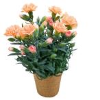 母の日 カーネーション「オレンジジェラート」 （母26-220）