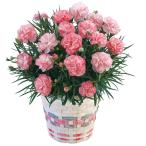 母の日 カーネーション「ローズラテ」 （母26-220）