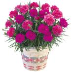 母の日 カーネーション「ベリーマフィン」 （母26-220）