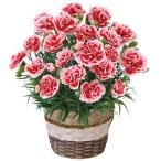 母の日 カーネーション「いちごホイップ」 （母26-220）