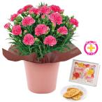 母の日 カーネーションピンクと東京フラワーブーケ「リーフパイ」のセット （母26-220）