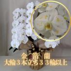 金箔蘭 大輪3本立ち33輪以上【送料無料】営業日から3日以降の配達 胡箔蘭シリーズ 胡蝶蘭 白