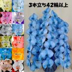 12色展開 MIYABI 胡蝶蘭3本立ち 42輪以上つぼみ込み【送料無料】最短翌々日出荷