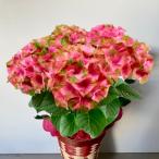 あじさい5号 マスカレード【送料無料】鉢植え 高さ約50cm 母の日 各種ギフト
