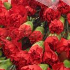 2026母の日 カーネーション100本の花束 生花花束 送料無料 ギフト お届け日指定可【5/1発売】