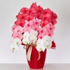 大輪カラー胡蝶蘭グラデーション3本立ち 36輪以上つぼみ込み【送料無料】珍しい色の胡蝶蘭を贈ろう/最短翌々日出荷