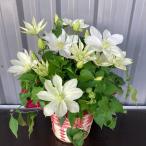 クレマチス５号ギフト鉢植え品種おまかせ【送料無料】