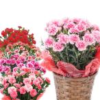 期間限定ポイント10倍 母の日 カーネーション 鉢植え 5号鉢 選べる花色 母の日ギフト 花