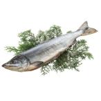  лосось Takumi ... лосось арамаки FA-5 P46