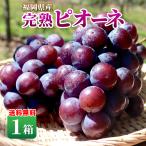 pio-ne виноград Fukuoka бесплатная доставка 1 коробка 1.2kg 1. примерно 400g×3~4... нет вид нет виноград .. прямая поставка от производителя Kyushu местного производства ваш заказ фрукты .. подарок ..... Kyushu 