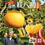 ショッピング文旦 紅八朔 佐賀 有機栽培 送料無料 3箱セット 1箱あたり約2kg 紅はっさく 八朔 はっさく ハッサク 完熟 みかん オーガニック 鹿島 産地直送 まるかじり九州