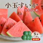 スイカ 熊本 送料無料 ひとりじめ 5玉セット 1玉あたり約2kg 小玉すいか 九州 産地直送 ギフト プレゼント 贈答 お中元 お供え まるかじり九州