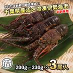  Исэ город море . примерно 645g(200g~230g×3 хвост )... sashimi для рефрижератор ( бесплатная доставка )5 видов цвет рецепт * сохранение способ есть не работает поэтому удобно кулинария 