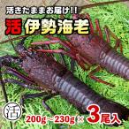 活伊勢海老600ｇ（200ｇ〜230ｇ×3尾）〔期間限定〕〔海水入・酸素入〕〔送料無料〕５種類のカラーレシピ・保存方法・軍手付