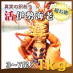 真実の訳あり活伊勢海老1kg(3〜7尾入)不揃い〔期間限定・送料無料〕〔海水入・酸素入〕水揚げの10分の1が訳あり伊勢海老ですよ。詳細はクリック