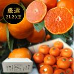みかん 完熟 マルチ 早生 お歳暮 高糖度 甘い 送料無料 ギフト 高級 農家直送 新鮮 濃厚 (114) 蜜ツ丸 白のギフト箱 ２Ｌサイズ 厳選 プレミアム 20玉入