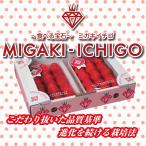  клубника фрукты migaki клубника 2L(320g×2 упаковка ) Miyagi префектура производство бесплатная доставка 