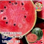 大玉スイカに引けを取らない食感と糖度が最高!ギフト すいか 送料無料 山形県産 小玉すいかピノ・ガール 2玉(1玉1.6kg) 西瓜 スイカ