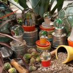 DULTON ダルトン PLANTS WATER GLOBE プランツ ウォーター グローブ スノードーム サボテン ウォーターグローブ