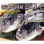 送料無料 刺身OK！活〆とらふぐ丸ごと1尾　身欠き（原魚1尾約1.2kgサイズ）てっちり てっさ フグ 北海道・沖縄は別途送料1000円