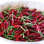 島とうがらし（島唐辛子） 赤200g