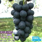 予約 ナガノパープル 約1.8kg(2〜4房詰)長野県産 贈答向け クール便 種なし・皮ごと ギフト ぶどう 爆買い