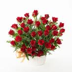 ショッピング薔薇 ホシファーム 薔薇の御祝アレンジメント ルージュ