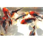  местного производства золотая рыбка восток .2 шт комплект ( общая длина примерно 7-8cm.. производство ) выбор . нет 