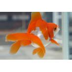  domestic production goldfish Ryuukin three -years old one point thing ( total length approximately 11cm) production ground :. rice field city shelves rice field . male 