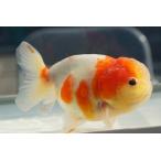 国産金魚 三才桜錦 一点物(全長約12cm) 加藤氏 オス
