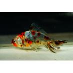 国産金魚 キャリコ和金 二才 一点物(全長約10cm)愛知県産 オス