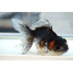国産　金魚　二才伊勢東錦　一点物（全長約12cm 三重県・後藤氏）メス